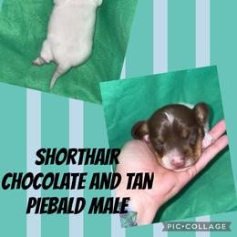 Omega - Piebald male Dachshund puppy in Liberty Hill, Texas from Champion Dachshunds