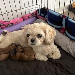 Gigi - Shih Tzu