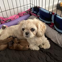 Gigi - Shih Tzu