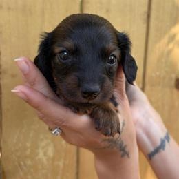 Fern - Red female Dachshund puppy in Mountain Home, Arkansas from The Teacup Homestead Miniature Dachshunds