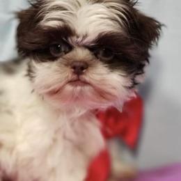 Shih Tzu Puppies from GiGi’s Little Tzu