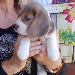 Beagles from Karway Beagles