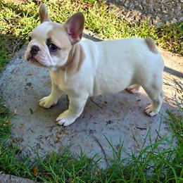 Sally - Blue fawn female French Bulldog puppy in Shawnee, Oklahoma from Savvy Frenchies