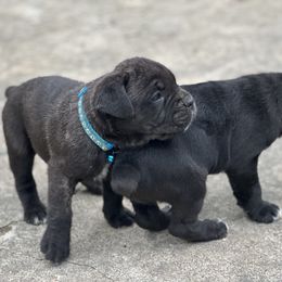 Cane Corso Puppies from Azelees House