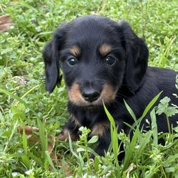 Long hair - 2150 - Black and tan male Dachshund puppy in Nashville, Arkansas from Whisenhunt Farms