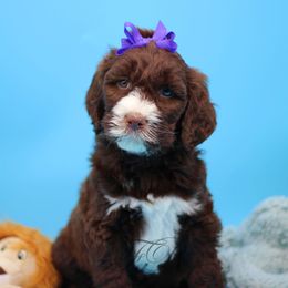 English Springer Spaniel and Springerdoodle Puppies from Family Raised Doodles