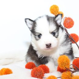 Rowan - Gray and white male Pomsky puppy in Murfreesboro, Tennessee from Middle Tennessee Pomskies