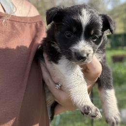 Taz - Black and white female Border Collie puppy in North Lakeport, California from Wild Rose Ranch