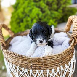 Camden - Parti male Goldendoodle puppy in Soddy Daisy, Tennessee from The W Doods