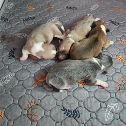 Girl 3 - Fawn female Pembroke Welsh Corgi puppy in San Diego, California from San Diego Corgis