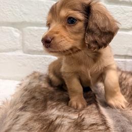 Scottie - Cream male Dachshund puppy in Red Bluff, California from Down The Hill Potterdale