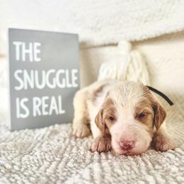 Wrangler - Parti male Labradoodle puppy in Elizabeth City, North Carolina from Howdy Doodles
