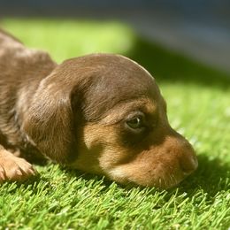 Rocco - Chocolate and tan male Dachshund puppy in Orlando, Florida from Weiner Wunderland of Central Florida