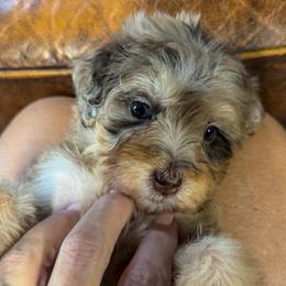 Raisin Bran - Chocolate merle female Bernedoodle puppy in Rose Hill, North Carolina from Red Door Canines