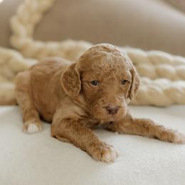 Dolly Parton - Apricot female Goldendoodle puppy in Hiddenite, North Carolina from Rose and Reid Doodles