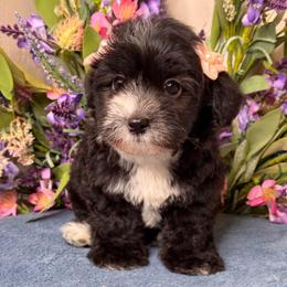 Sara - Black & white female Maltipoo puppy in Bakersfield, California from Silvia's Maltipoos