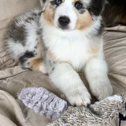 Australian Shepherd Puppies from NorthRidge Australian Shepherds