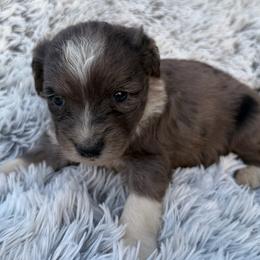 Briar - Blue merle male Aussiedoodle puppy in Ambrose, Georgia from Brandilyn's Aussies