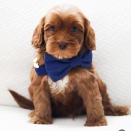 Dale - Caramel red male Australian Labradoodle puppy in Diamond Bar, California from Furrytaildoodles
