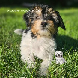 Coton de Tulear Puppies from Jac Be Nimble Cotons