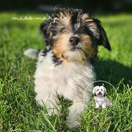 Coton de Tulear Puppies from Jac Be Nimble Cotons