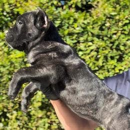Female 2 - Black brindle female Cane Corso puppy in California from Donato Kennels