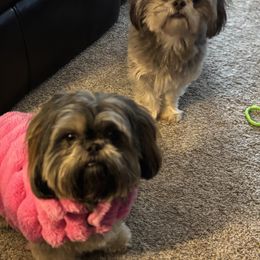 Shih Tzu puppies from Shih Tzus of Springboro LLC.