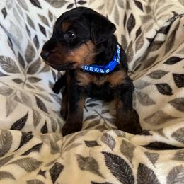 Dark Blue - Black and tan male Airedale Terrier puppy in Anderson, California from Airedales of Myriad Ranch