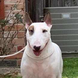 Gorm - Bull Terrier