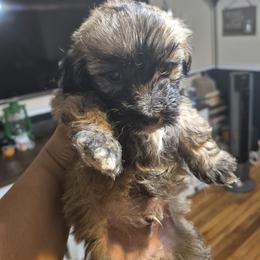 Pumba - Brown and white male Shichon puppy in Pacolet, South Carolina from Kelli's Kennels