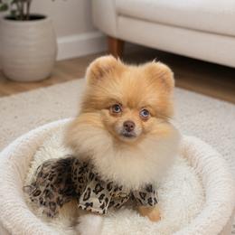 Merril - Pomeranian