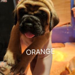 Krange - Apricot male Mastiff puppy in Skoksonak, Arizona from Buck Lane Mastiffs