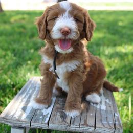 Black Collar Boy - Red  male Goldendoodle puppy in Hobbs, New Mexico from Goldie Locks Golden Retrievers & Doodles