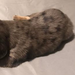 Dachshunds from Kaycee's Dachshunds