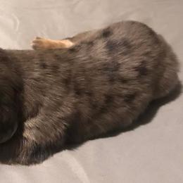 Dachshunds from Kaycee's Dachshunds