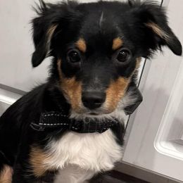 Miniature Australian Shepherds and Toy Australian Shepherds from Best Mini Aussies