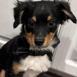 Miniature Australian Shepherds and Toy Australian Shepherds from Best Mini Aussies