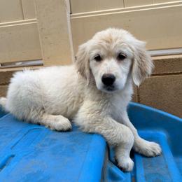 Teal girl - Light golden female Golden Retriever puppy in Murrieta, California from The Golden Leash Kennels