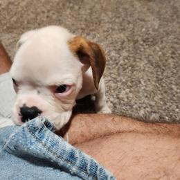 Boy 3 - White male Boxer puppy in Eden Nc, North Carolina from Clearview boxers