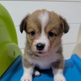 Sable girl - Sable and white female American Corgi puppy in Loretto, Kentucky from Duncan's Border Collies and Corgis