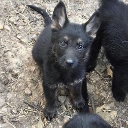 Purple Collar Female - Black and silver female German Shepherd puppy in Cadet, Missouri from Working Valley Shepherds