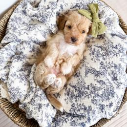 Maxine- green collar girl - Apricot female Cavapoo puppy in Melbourne, Florida from Space Coast Doodle Co.