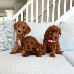 Bernedoodle and Cavapoo Puppies from Wonderful World Doodles