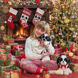 Shichon and Shih Tzu Puppies from Angie’s Teddy Bear Puppies Minnesota