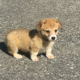 O'Neill - Sable male Pembroke Welsh Corgi puppy in Apison, Tennessee from Ashmore Corgis