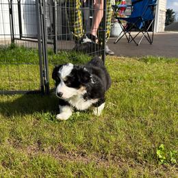 Shamrock - Black and tan male Pembroke Welsh Corgi puppy in Menomonie, Wisconsin from Rocking Ridge Ranch
