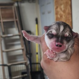 Siberian Husky Puppies from Spirit of the Moon Siberians