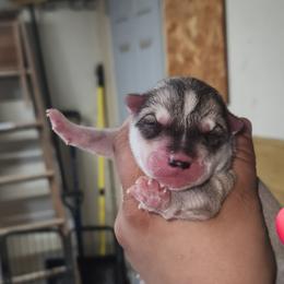 Siberian Husky Puppies from Spirit of the Moon Siberians