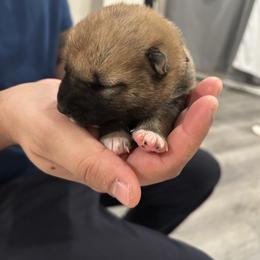 Preston - Sesame male Shiba Inu puppy in Elizabeth, New Jersey from Shiba Inu Loving Care