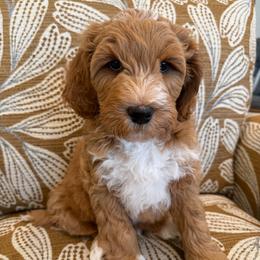 Spruce - Red  male Goldendoodle puppy in Jones, Michigan from KaZoo Doodles